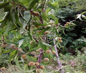 野生桃核汽车多少点